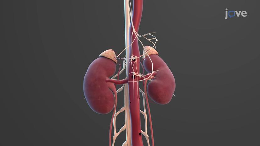 Blood and Nerve Supply to the Kidney