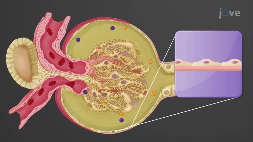 Renal Corpuscle