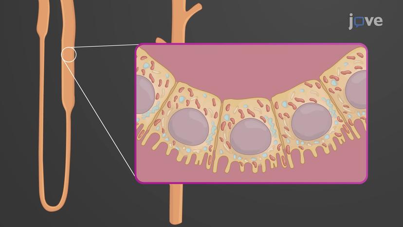 Renal Tubule and Collecting Duct