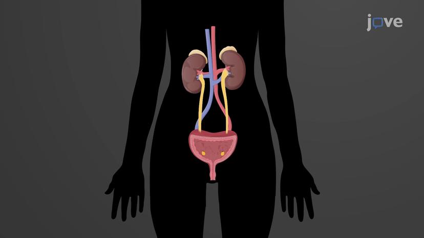 Physiology of Urine Formation