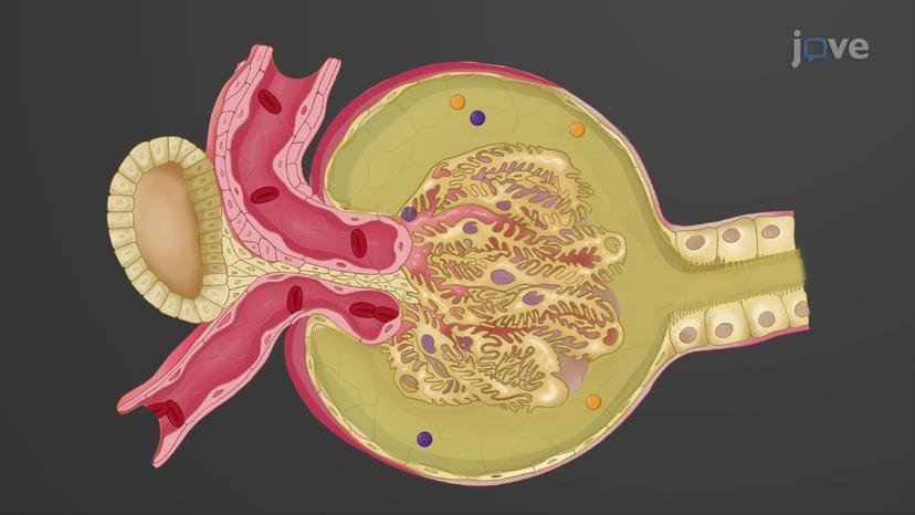 Glomerular Filtration