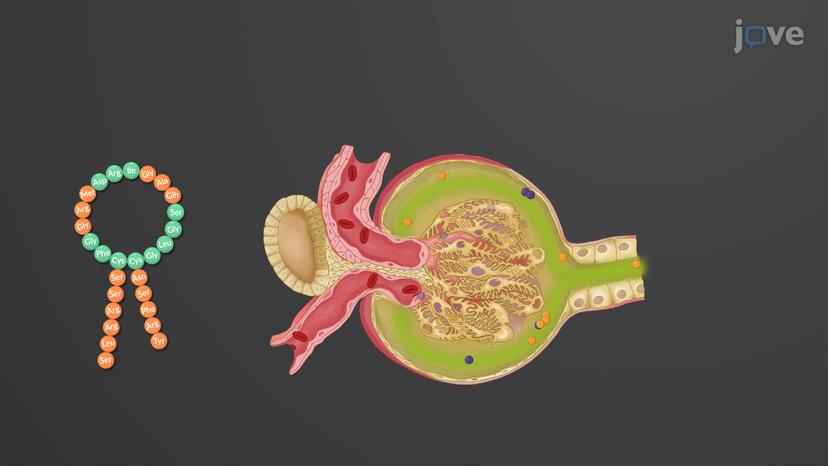 Glomerular Filtration Rate and its Regulation