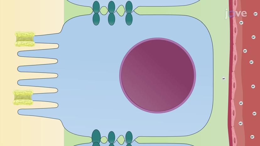 Tubular Reabsorption and Secretion