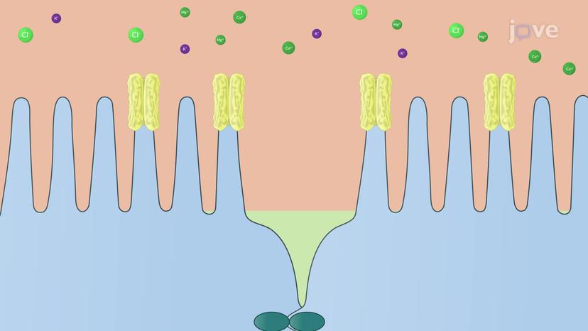 Reabsorption and Secretion in the PCT