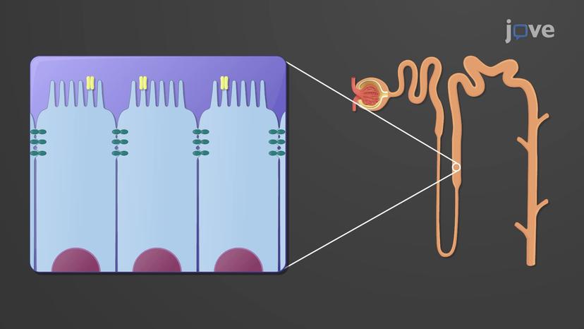 Reabsorption and Secretion in the Loop of Henle