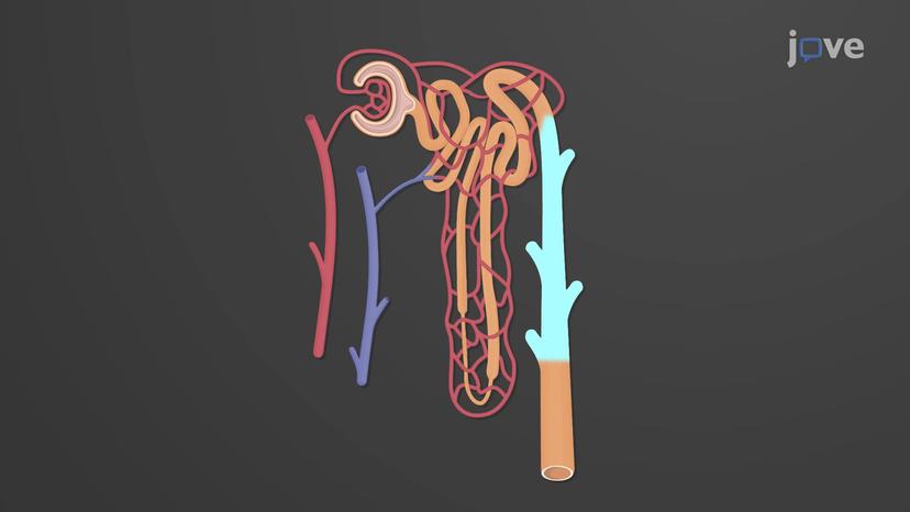 Reabsorption and Secretion in the DCT and Collecting Duct