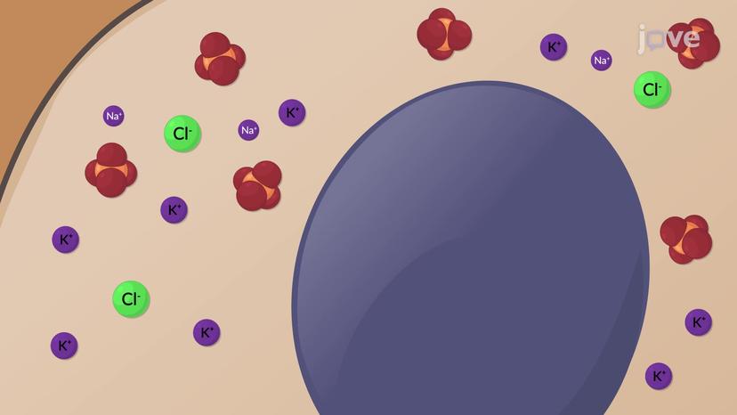 Composition of Body Fluids