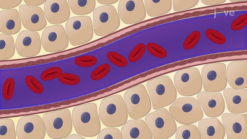 Fluid Movement Between Compartments