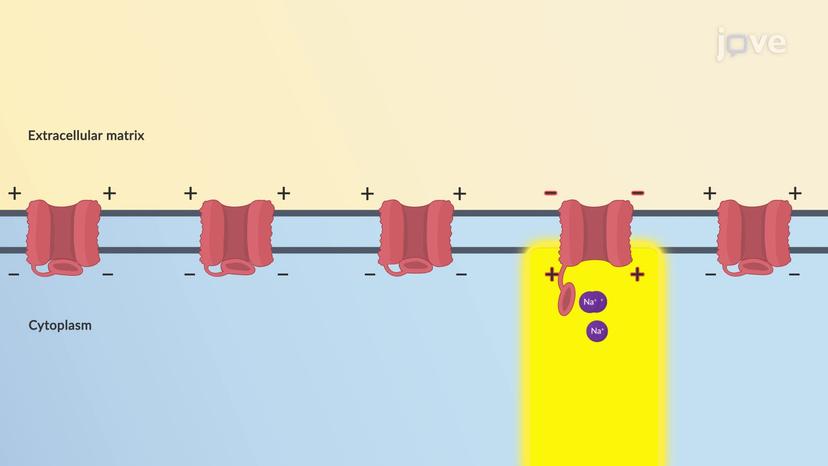 Roles of Electrolytes: Sodium and Potassium