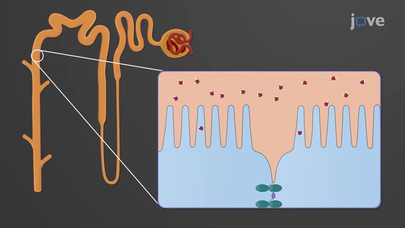 Regulation of Sodium and Potassium