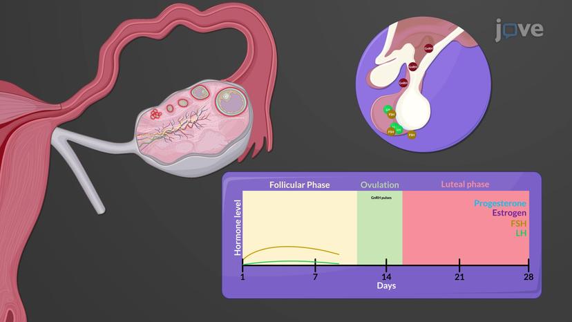 Hormonal Regulation of the Menstrual Cycle