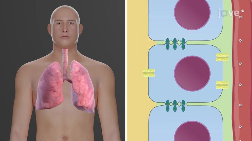 Buffer Systems in the Body