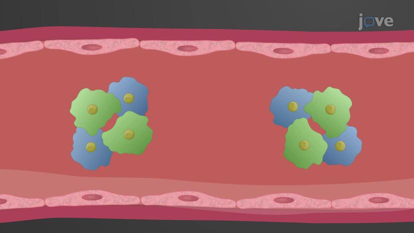 Protein Buffers in Blood Plasma and Cells