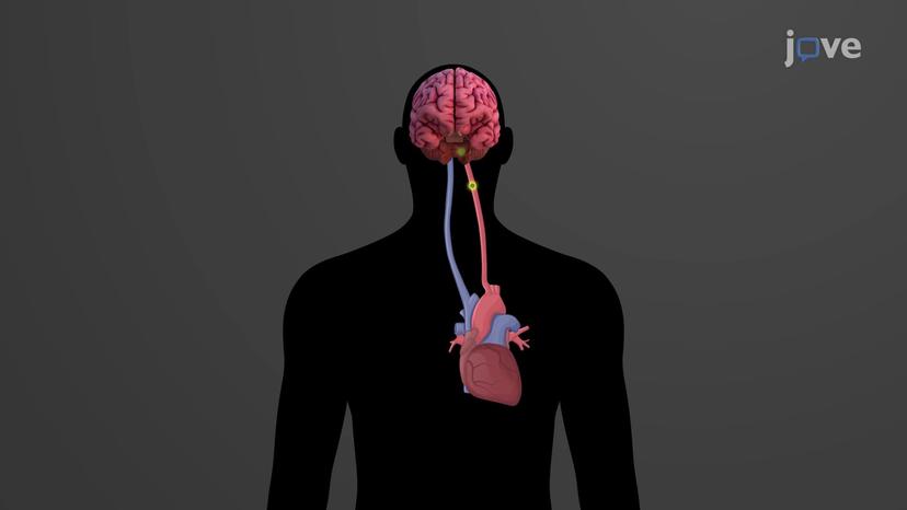 Respiratory Regulation of Acid-Base Balance