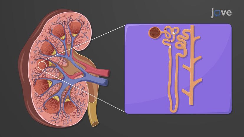 Renal Regulation of Acid-Base Balance