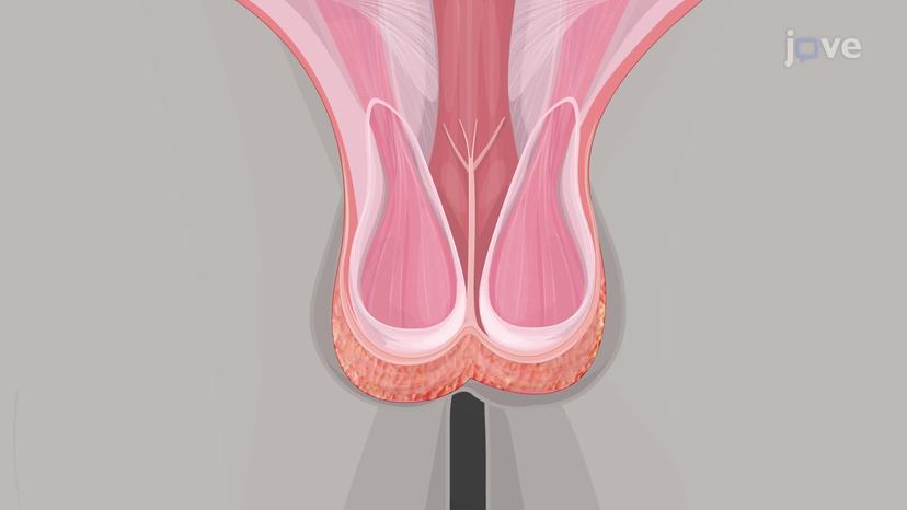 Testes: Gross Anatomy