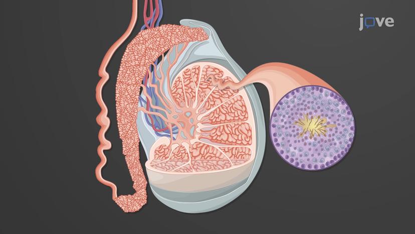 Testes: Histology