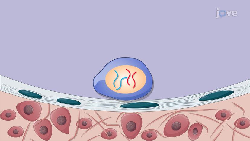 Spermatogenesis