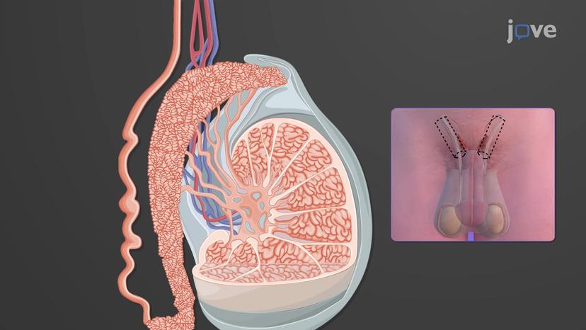 Accessory Ducts of the Male
Reproductive System