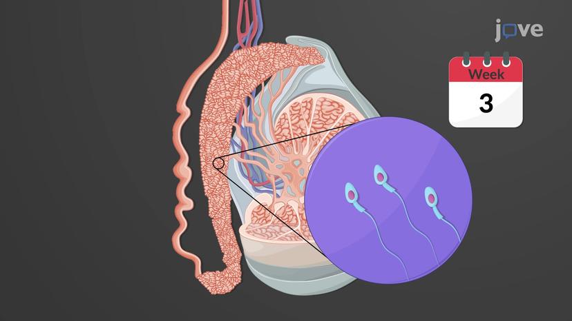 Sperm Transport