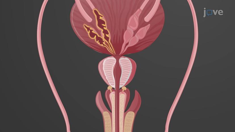 Accessory Glands of the Male
Reproductive System