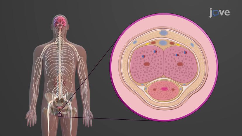 Male Sexual Response: Erection &amp;

Ejaculation