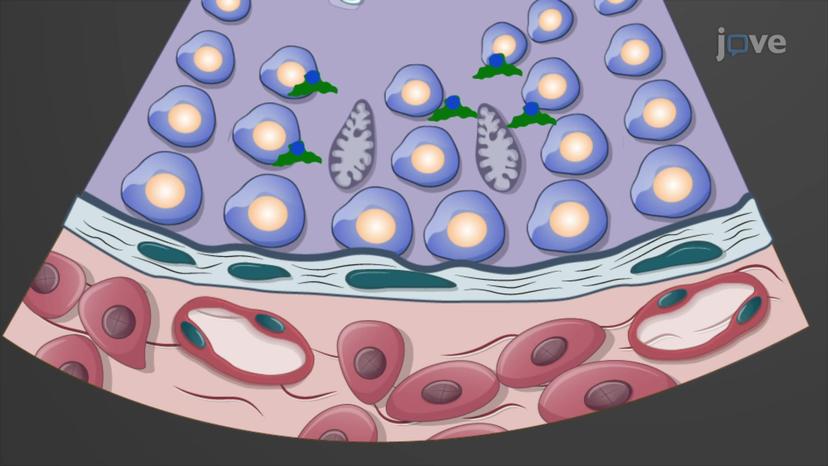 Testosterone: Functions and Regulation