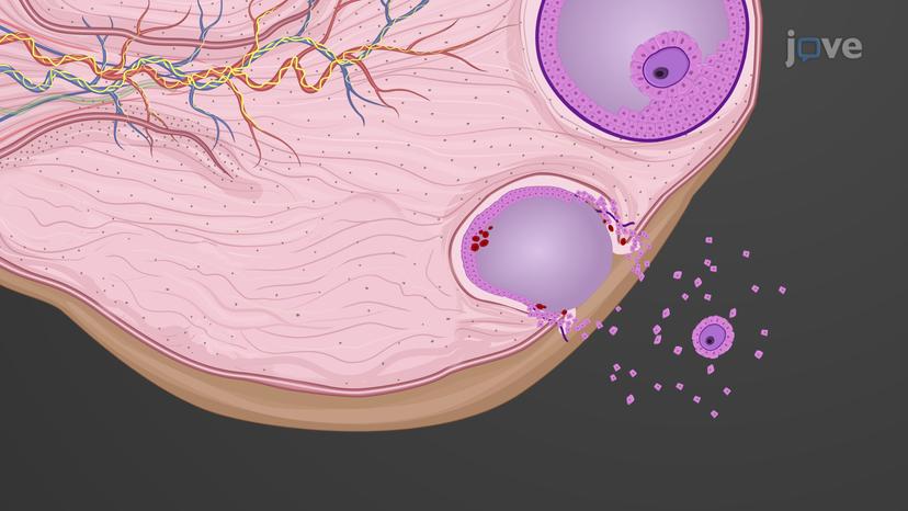 Ovarian Cycle