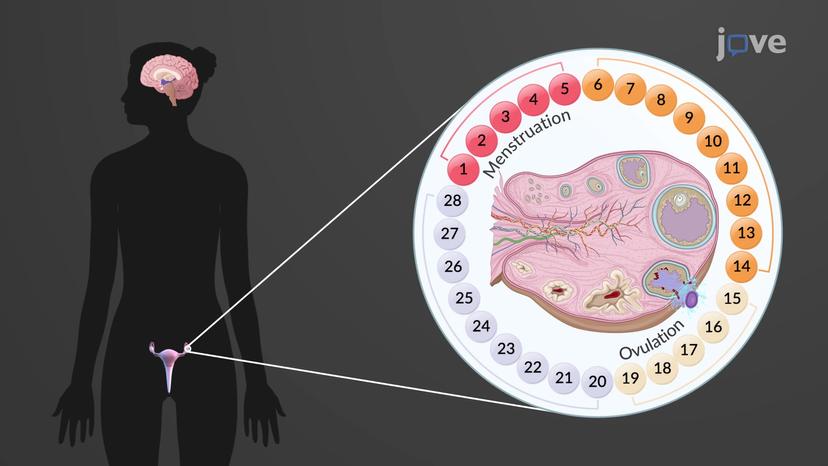 Hormonal Control of the Ovarian Cycle