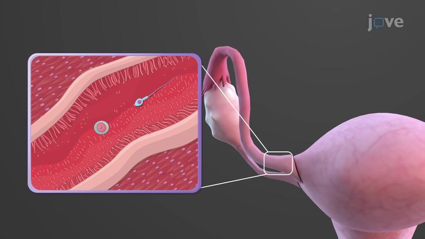 Uterine Tubes