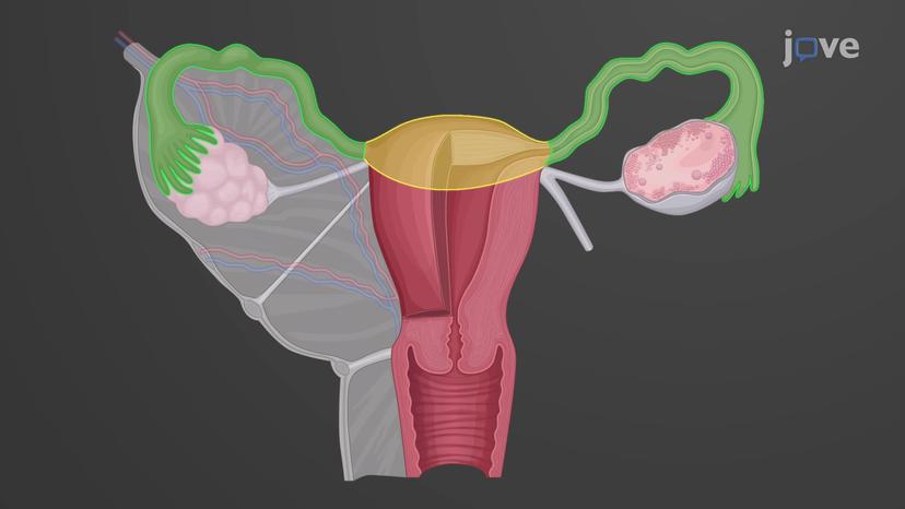 Uterus and Cervix