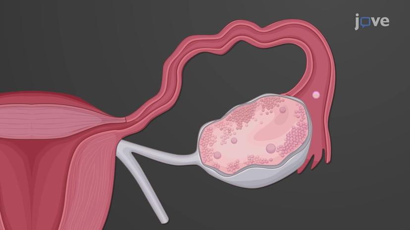 The Menstrual Cycle