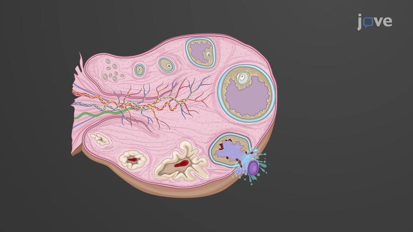 Proliferative Phase