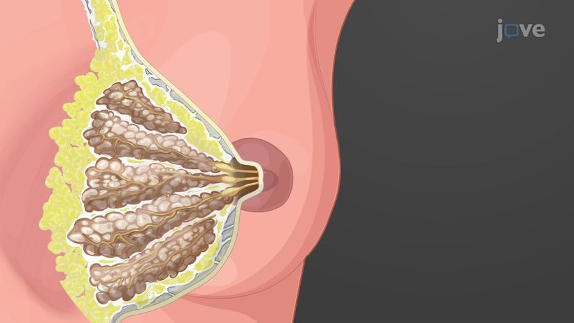 The Mammary Glands