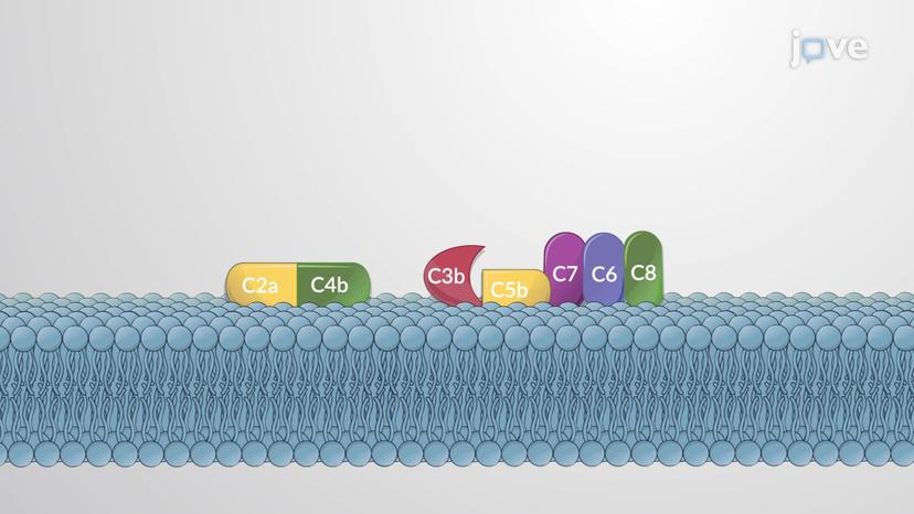 Complement System