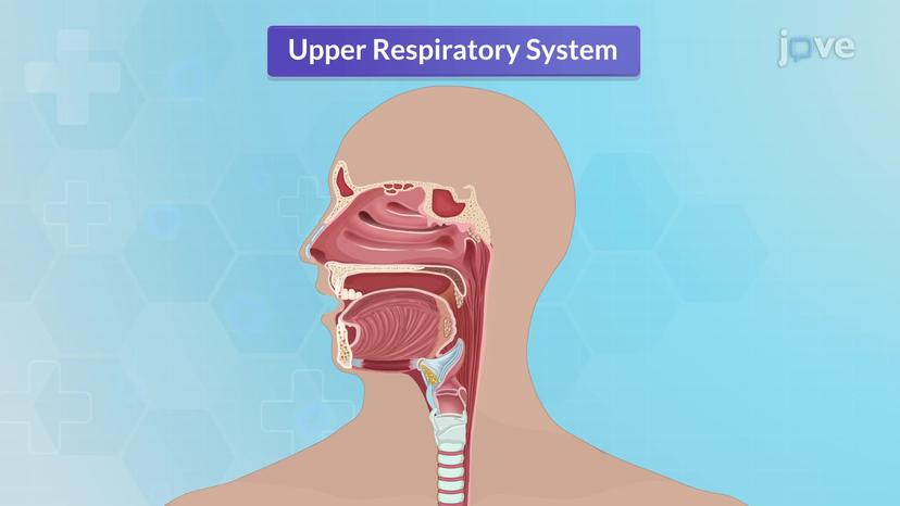 Anatomy of Respiratory System I: Upper Respiratory Tract