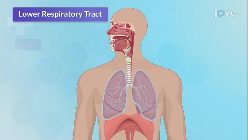 Anatomy of Respiratory System  II: Lower Respiratory Tract