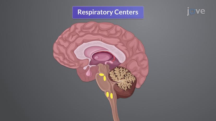 Physiology of Respiration II: Neurogenic Control of Respiration