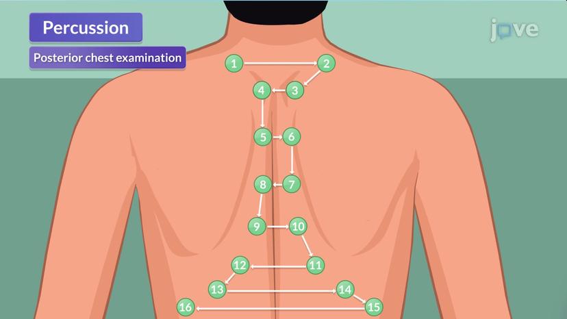 Physical Assessment of the Respiratory Tract III: Percussion