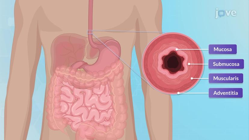 Anatomy of the Gastrointestinal System