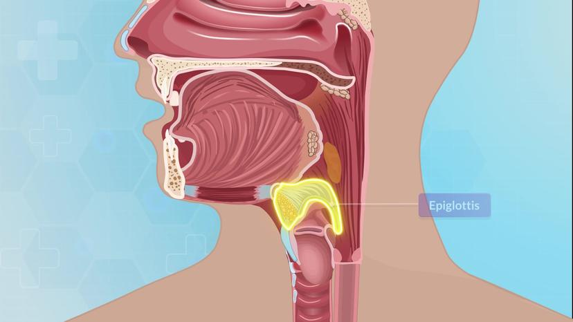 Physiology of the Gastrointestinal System I: Ingestion and Propulsion