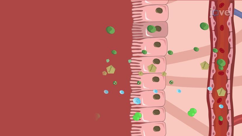 Physiology of the Gastrointestinal System II: Digestion and Absorption