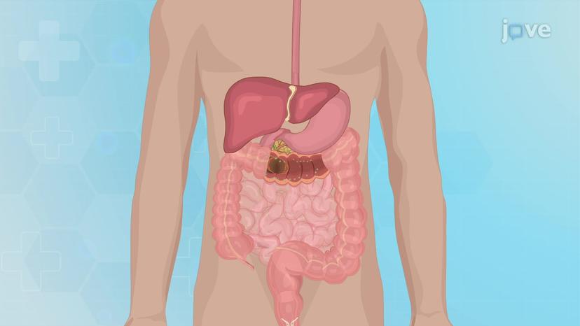 Physiology of the Gastrointestinal System III: Elimination