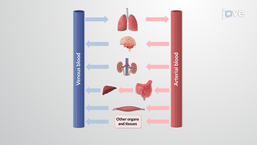 Pharmacokinetic Models: Overview