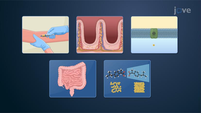 Drug Absorption: Overview