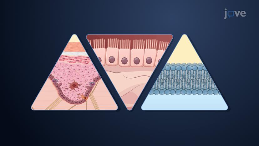 Cellular Membranes and Drug Transport