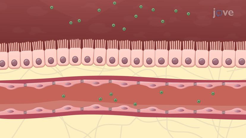 Mechanisms of Drug Absorption: Paracellular, Transcellular, and Vesicular Transport