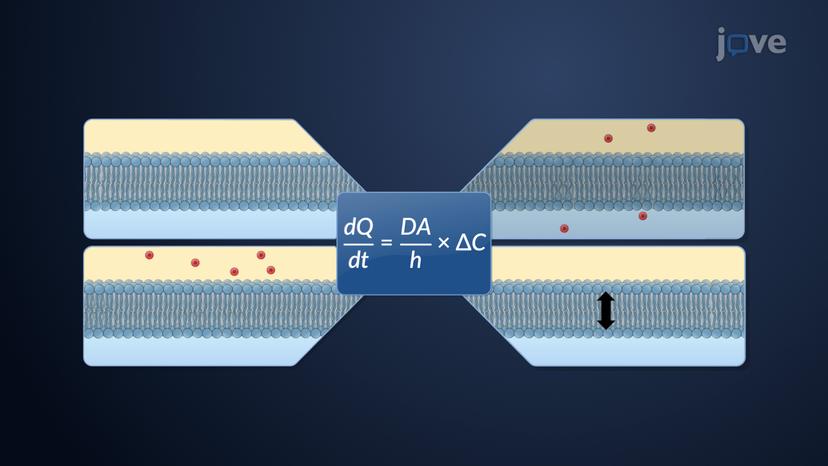 Passive Diffusion: Overview and Kinetics