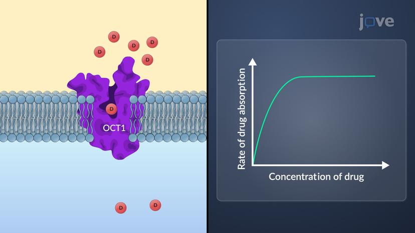 Carrier-Mediated Transport