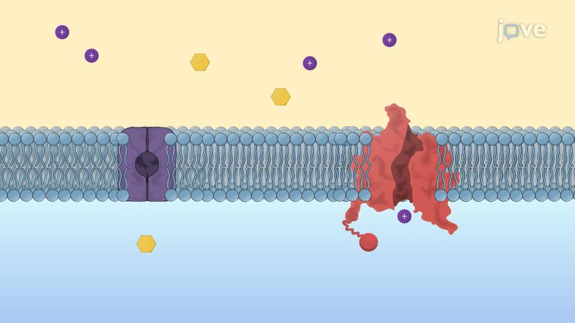 Facilitated Diffusion